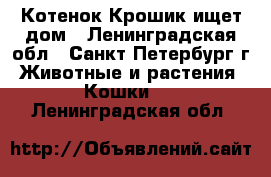 Котенок Крошик ищет дом - Ленинградская обл., Санкт-Петербург г. Животные и растения » Кошки   . Ленинградская обл.